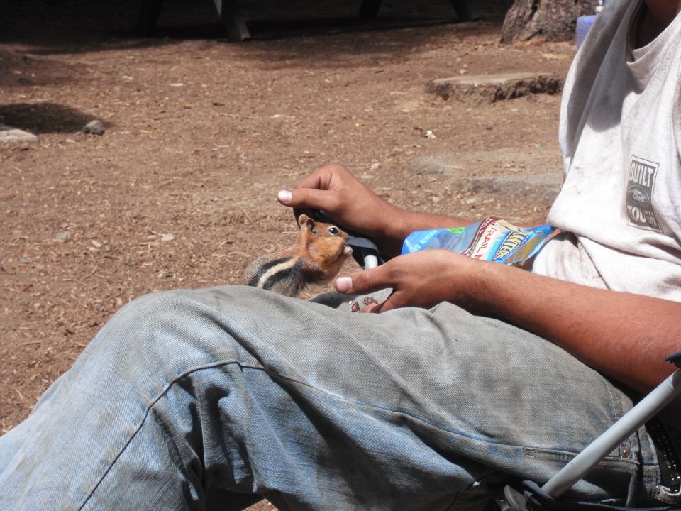 Chipmunk eating from a person's hand, blue bag of snacks nearby, person wearing jeans and t-shirt
