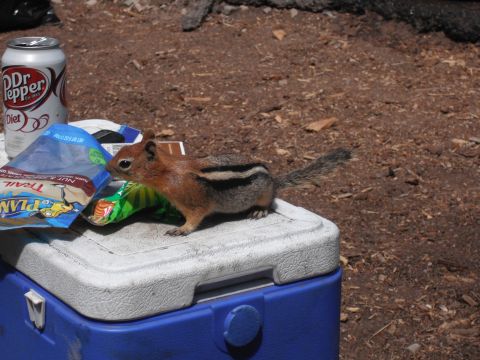 1991 Ford Bronco - A chipmunk investigates snacks and a Dr. Pepper can on top of a cooler outdoors.