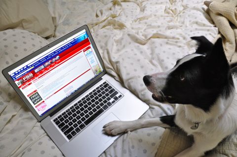 1996 Ford Bronco - A dog looks at a laptop screen displaying a website while lying on a bed.
