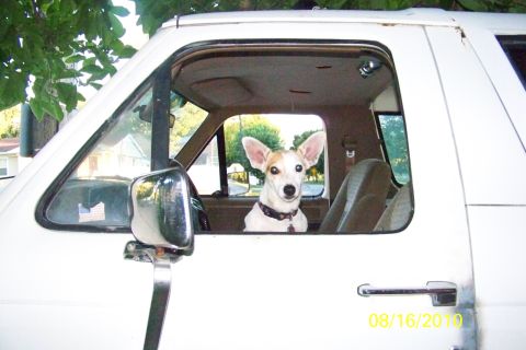 1989 Ford Bronco - A dog looks out from the interior of a white truck.