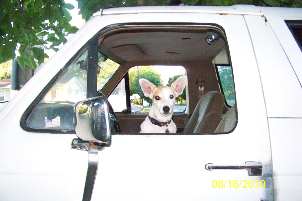 Dog sitting in the driver's seat of a white truck