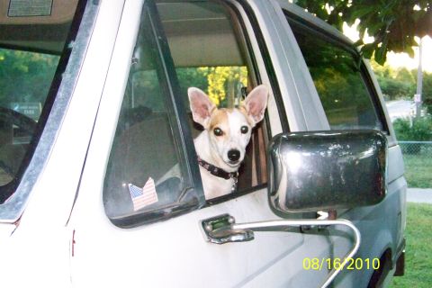 1989 Ford Bronco - A dog with white and tan fur peers out of the driver's side window of a van.