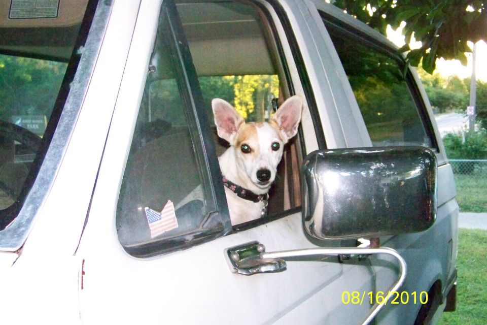 Dog looking out the window of a van