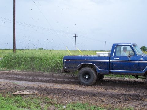 1979 Ford F-150 photo