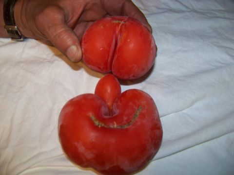 1994 Ford F-150 - A hand holds one of two unusually shaped tomatoes, with a watermark for Supermotors.net visible.