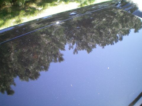 1964 Chevrolet Impala - The glossy finish of a dark blue vehicle reflects the surrounding pine trees and a clear blue sky.
