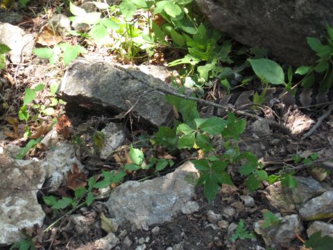 2005 Jeep Wrangler - A snake is camouflaged amongst rocks and vegetation in a natural outdoor setting.