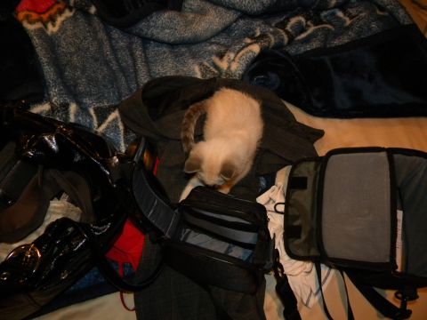 1992 Ford Bronco - A kitten is exploring an assortment of bags and blankets.