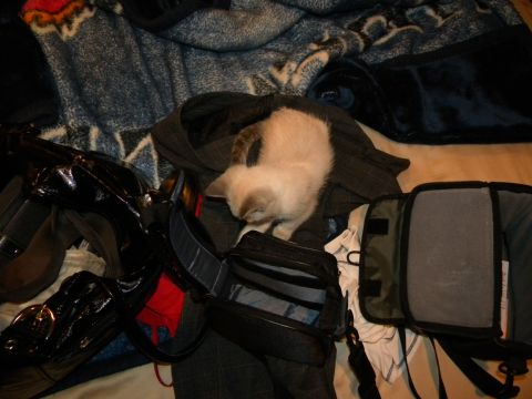 1992 Ford Bronco - A kitten is amongst blankets and bags, with a SuperMotors watermark visible.
