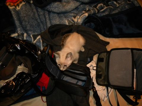 1992 Ford Bronco - A kitten is perched on top of several open bags, surrounded by blankets.