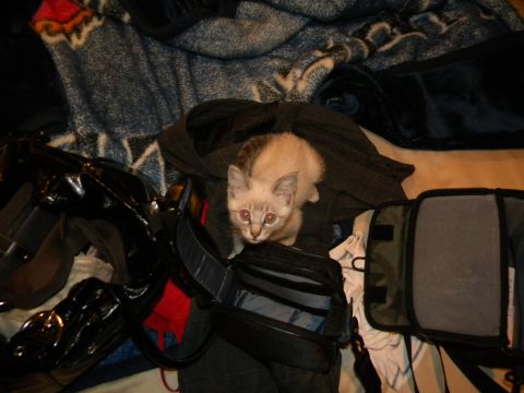 1992 Ford Bronco - A small kitten looks up from its perch on a pile of blankets and bags.
