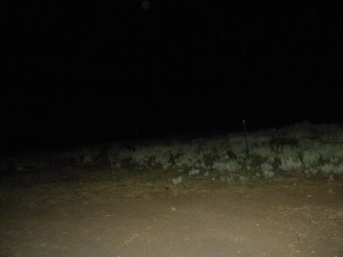 1992 Ford Bronco - A dimly lit outdoor scene at night, possibly a roadside with dry vegetation and a fence post.
