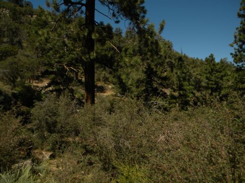 1992 Ford Bronco - A wooded hillside under a clear blue sky, with a watermark from Supermotors.net visible in the lower right corner.