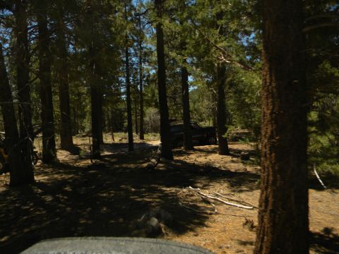 1992 Ford Bronco - A dark SUV is parked in a clearing surrounded by tall pine trees on a sunny day.