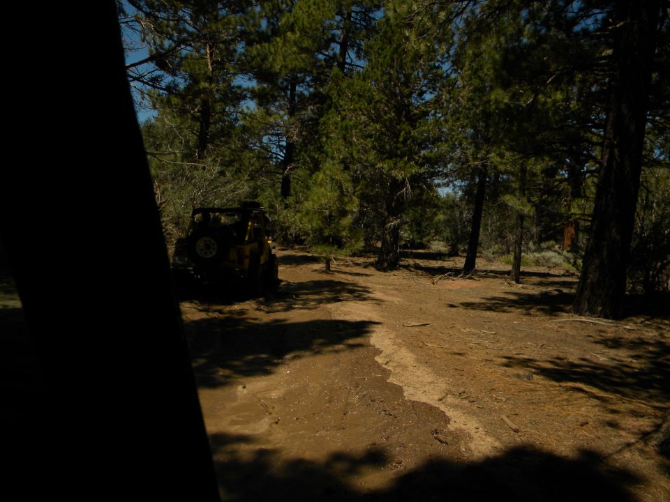 Yellow Jeep Wrangler parked on a dirt path in a forest