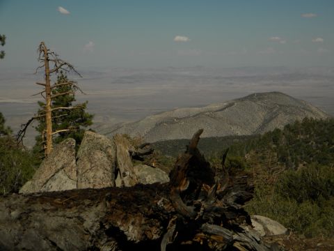 Desert landscape with mountains and dead trees