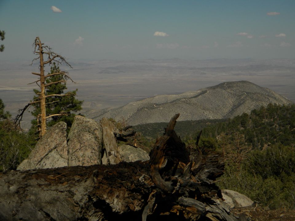 Desert landscape with mountains and dead trees