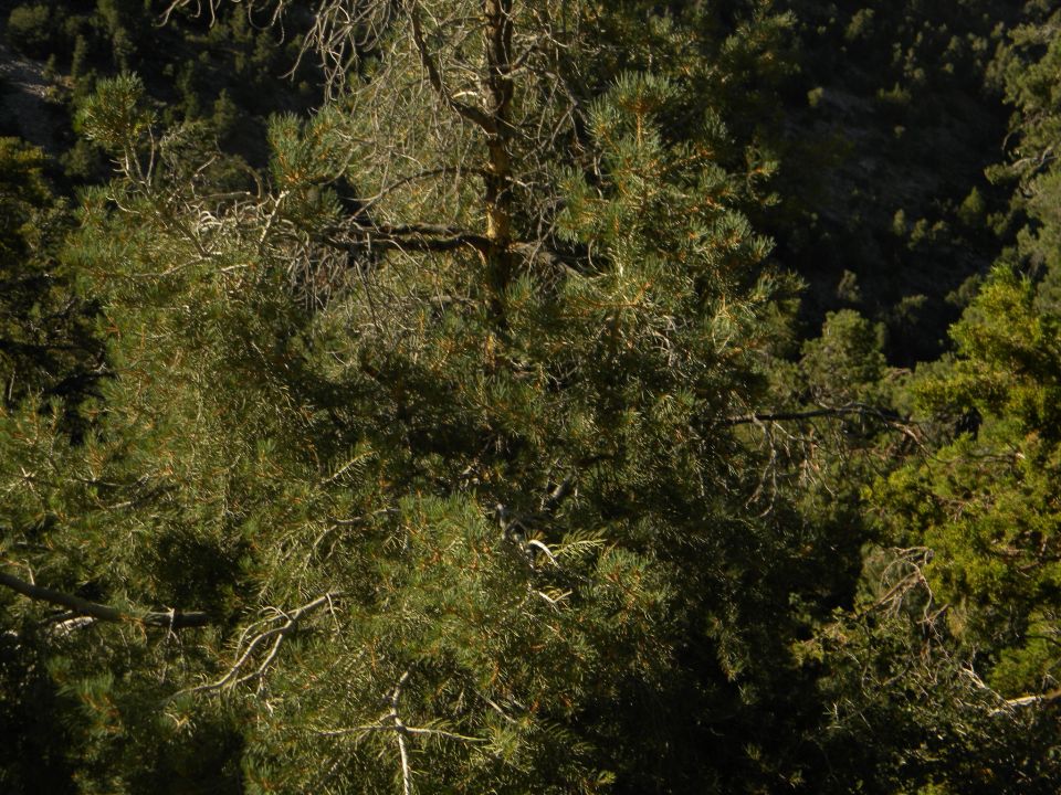 Pine trees and foliage in a natural setting, with a watermark at the bottom right