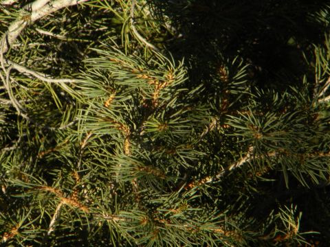 Pine tree branches with needles and small cones