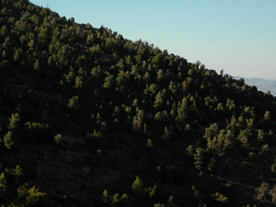 forested mountain slope under a clear blue sky, with a small plane visible in the distance
