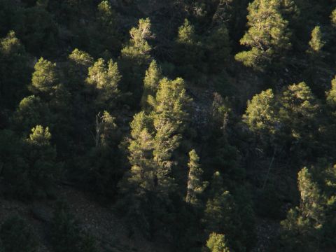 Forest scene with sunlit trees on a hillside