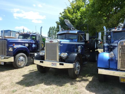 1981 Kenworth W900A - A lineup of classic blue semi-trucks are parked outdoors on a sunny day, with trees in the background.