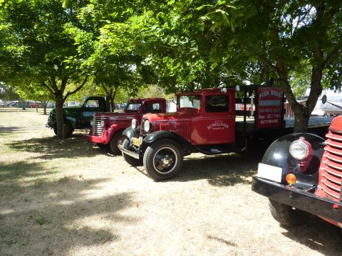 1981 Kenworth W900A - Several vintage trucks are parked in a grassy area under the shade of trees, with signage visible on one of the trucks.