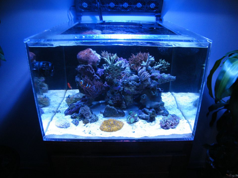 Saltwater aquarium with live coral, rocks, sand, and two clownfish. Blue LED lighting