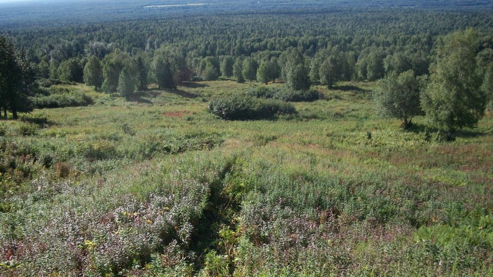 Overgrown field with trees and a distant forest under a hazy sky. Watermark reads SUPERMOTORS.NET