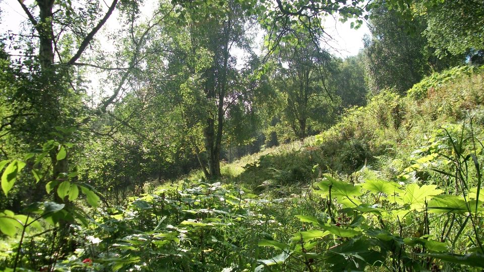 Wooded hillside with dense green foliage and trees under a bright sky. Watermark reads SUPERMOTORS