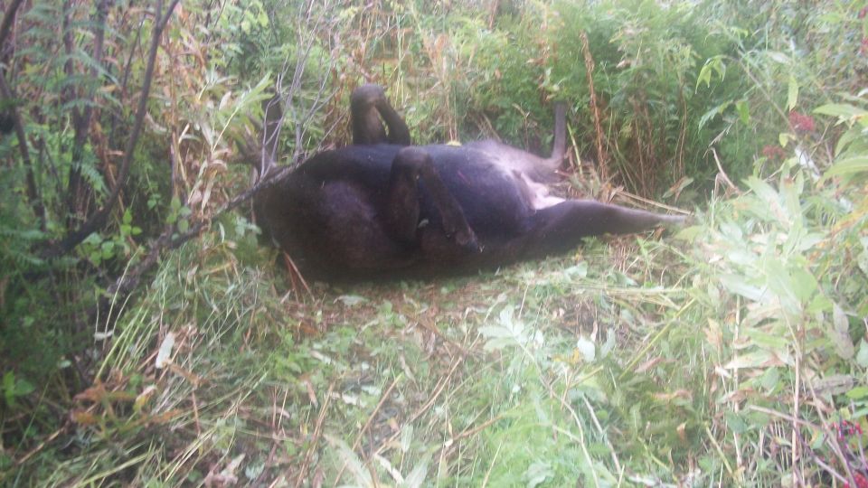 Dead animal lying on its back in grassy area