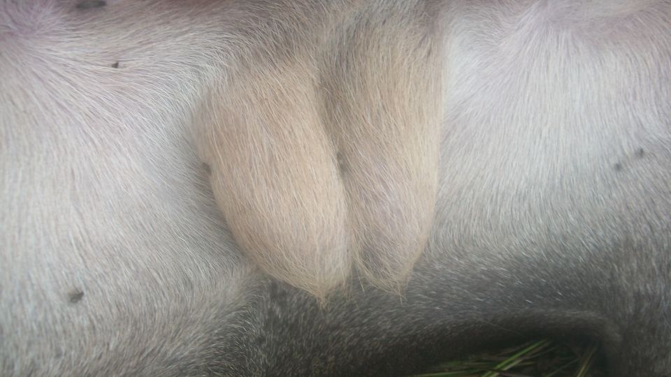 Close-up of animal testicles with light-colored fur