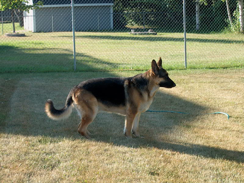 German Shepherd standing in a yard with a fence and shed in the background