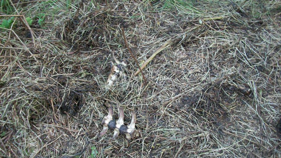 Animal bones and debris on the ground, with a "SUPER MOTORS" watermark