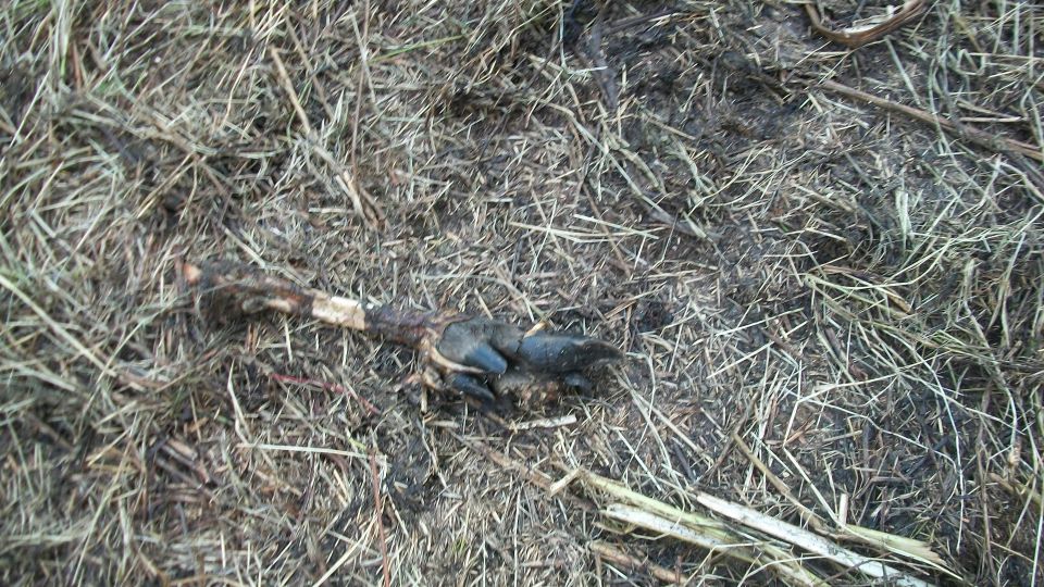 animal leg and hoof on the ground