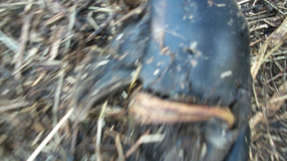 Close-up of a dark, curved object lying on dry grass and twigs