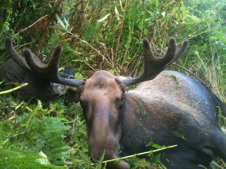 Moose with large antlers lying in green foliage