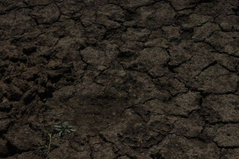 1992 Ford Bronco - Dry, cracked earth with a small plant and a website watermark.