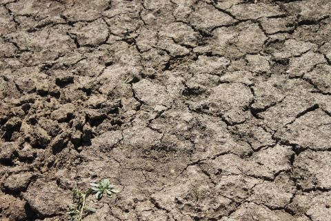 1992 Ford Bronco - The ground is dry and cracked, with a few small plants struggling to grow. A website logo is visible in the lower right corner.
