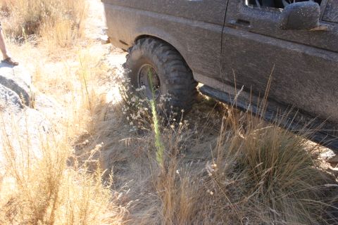 1992 Ford Bronco - This muddy SUV is navigating a rough, dry terrain with tall grass and rocks.