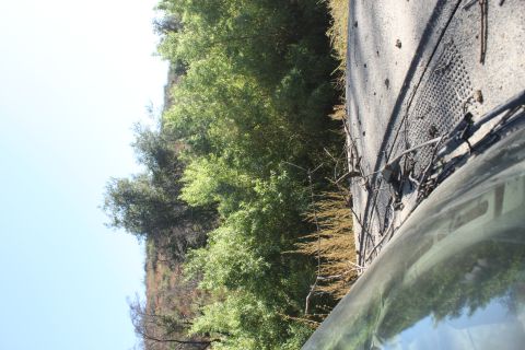 1992 Ford Bronco - View from inside a vehicle looking out at a tree-lined roadside.