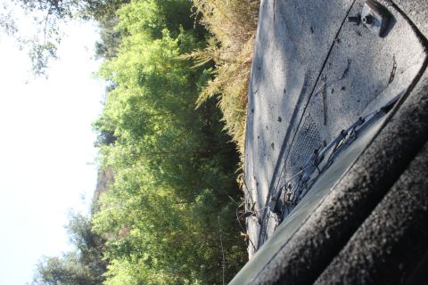1992 Ford Bronco - The textured hood and windshield wipers of a vehicle are visible against a backdrop of green foliage and a bright sky.