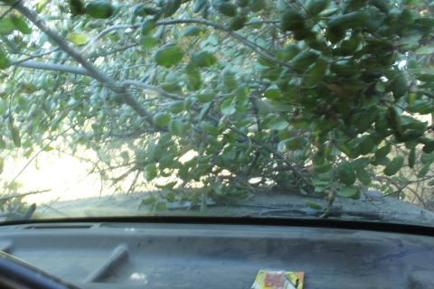 1992 Ford Bronco - View from inside a vehicle shows a dashboard and windshield covered in dense tree branches and leaves.