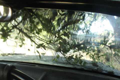 1992 Ford Bronco - Branches obscure the view through the windshield of a vehicle.