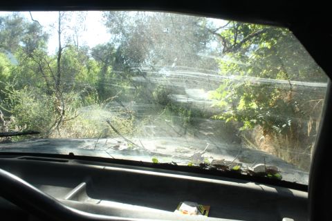 1992 Ford Bronco - Looking out from the driver's seat through a dirty windshield at an overgrown outdoor scene.