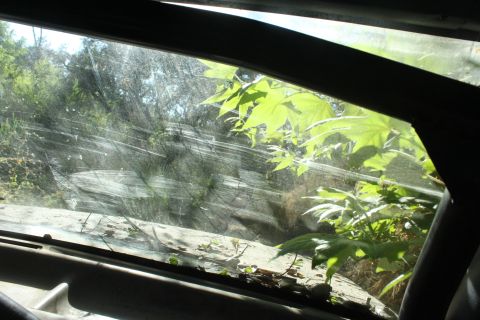 1992 Ford Bronco - View from inside a vehicle looking out through a dirty windshield at foliage and trees.