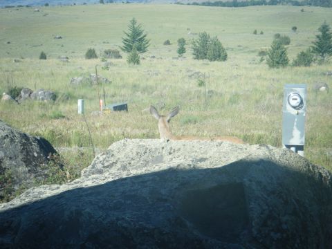 1981 Ford E350 - A deer rests on a rock in a wide, open field with scattered trees and a utility meter visible.