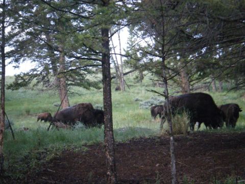 1981 Ford E350 - A herd of bison, including adults and calves, are seen grazing in a grassy clearing surrounded by trees.