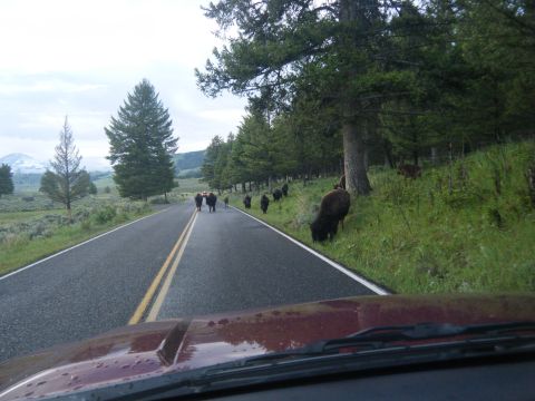 1981 Ford E350 - A herd of bison obstructs traffic on a two-lane road in a natural landscape.