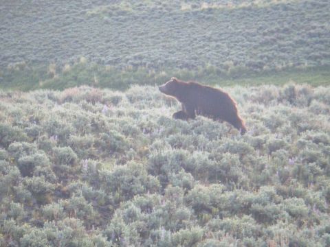 1981 Ford E350 - A bear wanders through a sagebrush field under a hazy sky.